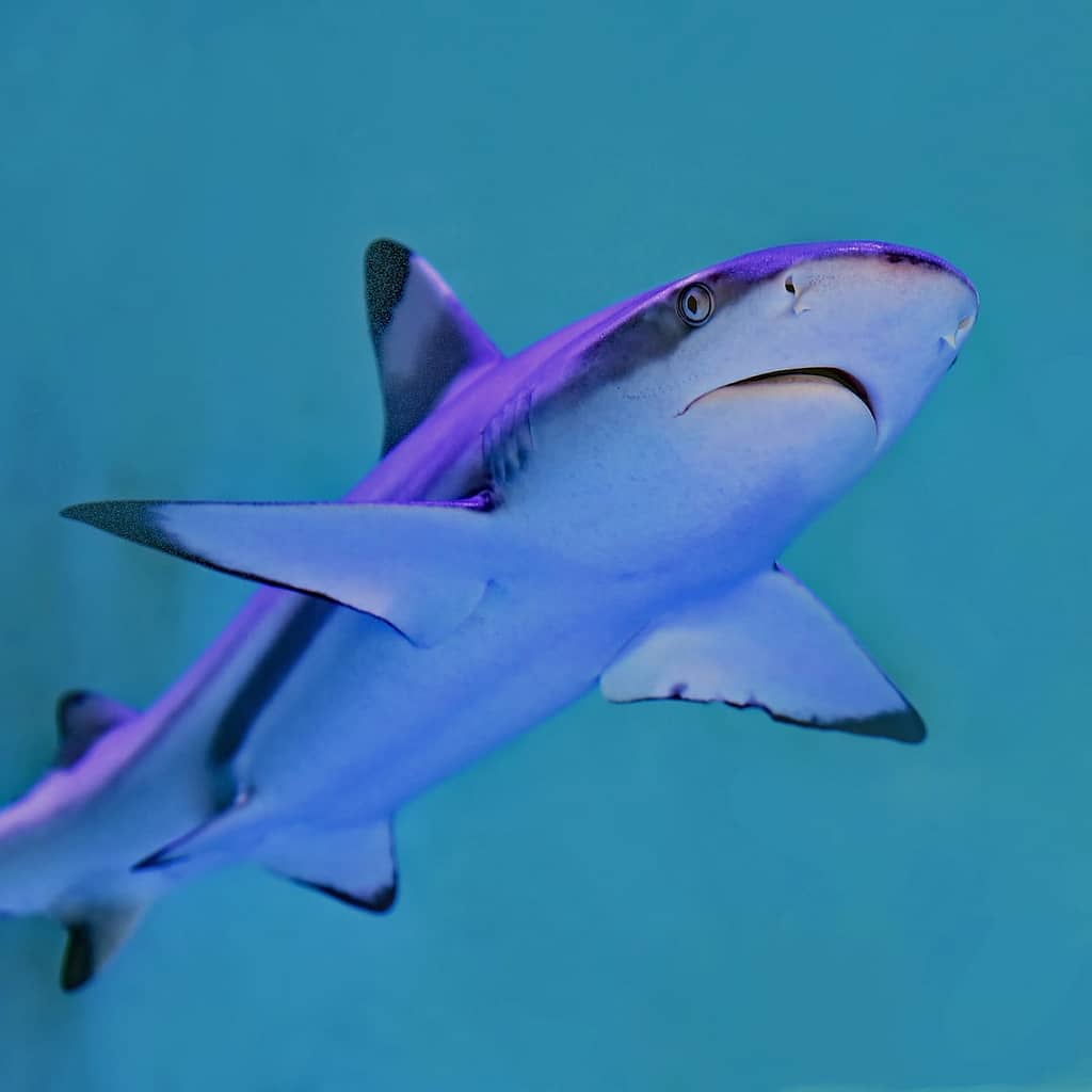 shark diving komodo