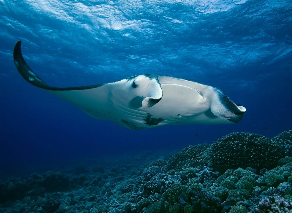 manta ray habitat