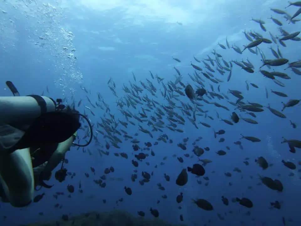 Komodo Diving